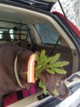 Bringtreueprüfung in Mürzzuschlag